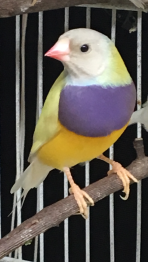 MALE: Black head, Purple Chest, Single Factor Yellow Back. carries red-head and possible blue